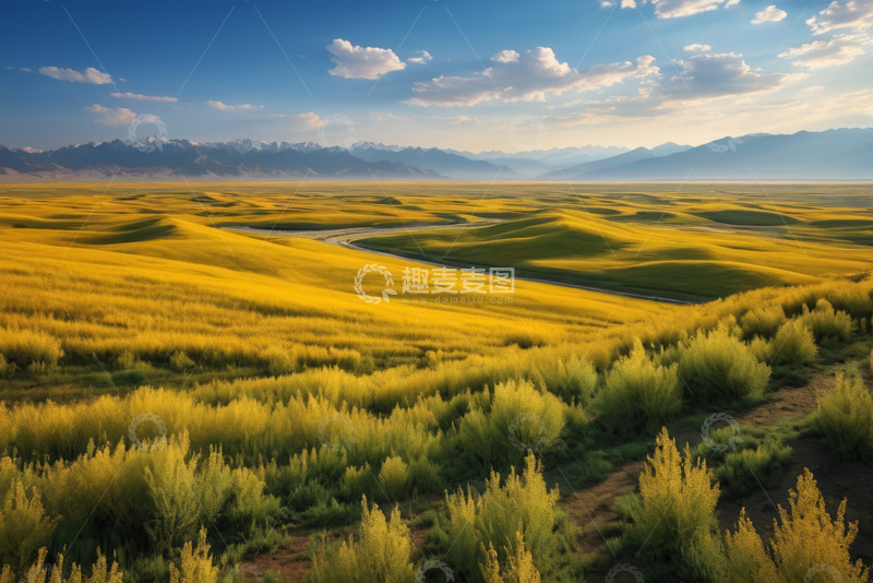 高清大图下载【趣麦麦图】广袤金黄花田与远山风景