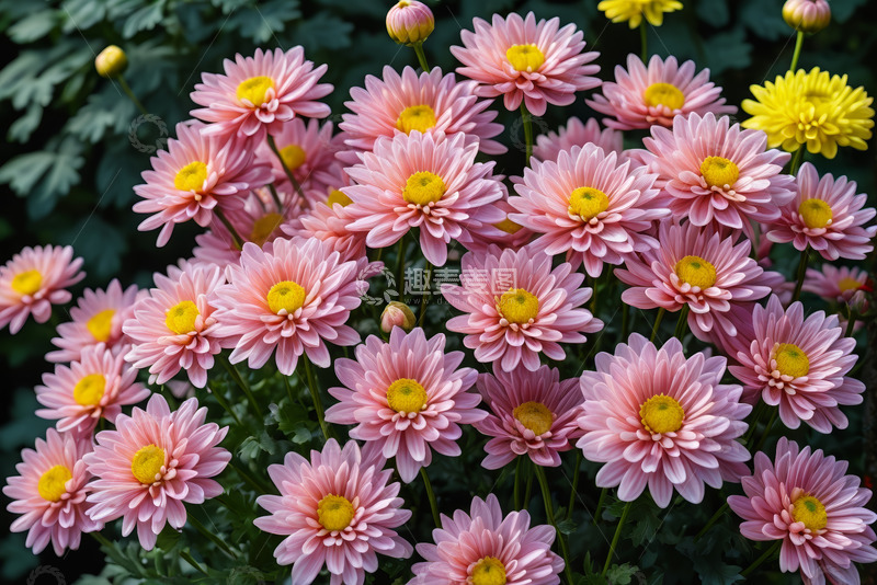 高清大图下载【趣麦麦图】盛开的粉色黄色菊花