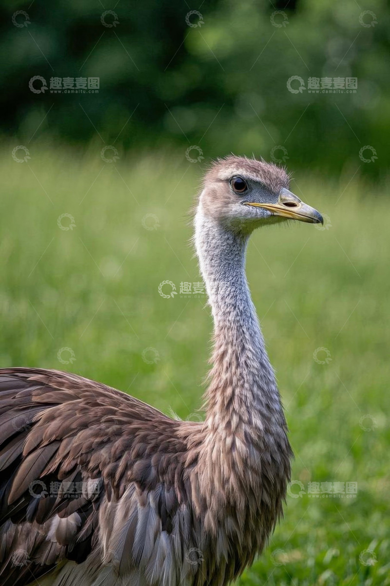 高清大图下载【趣麦麦图】草地上站立的鸵鸟特写