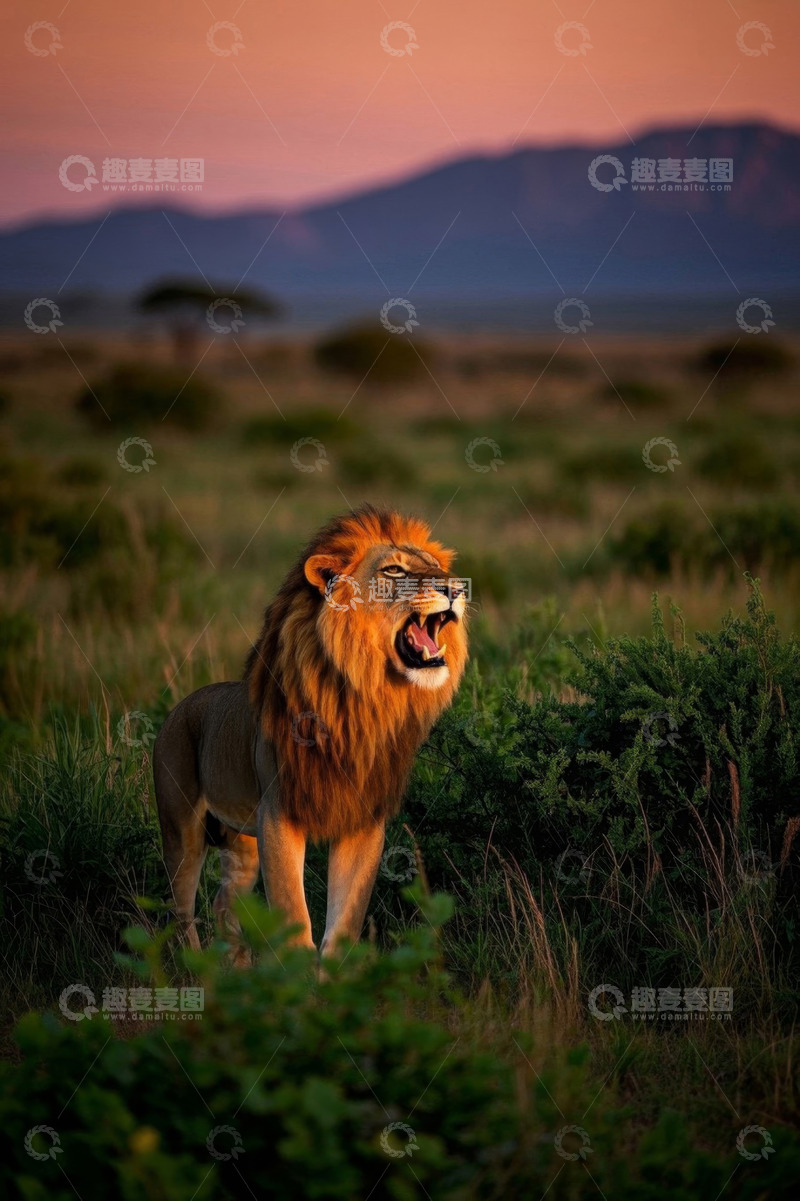高清大图下载【趣麦麦图】非洲草原上吼叫的雄狮
