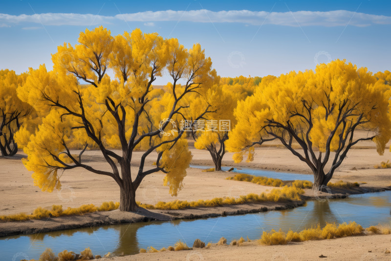 高清大图下载【趣麦麦图】秋季胡杨林自然风光景色