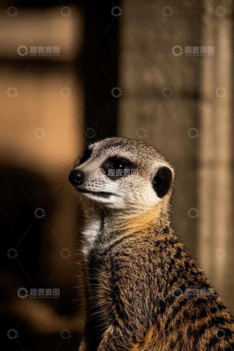 高清大图下载【趣麦麦图】猫鼬特写镜头