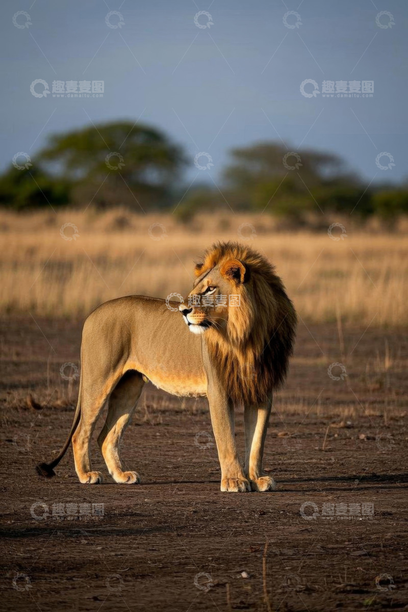 高清大图下载【趣麦麦图】非洲草原上的雄狮