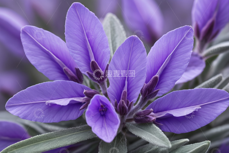 高清大图下载【趣麦麦图】紫色花卉微距特写