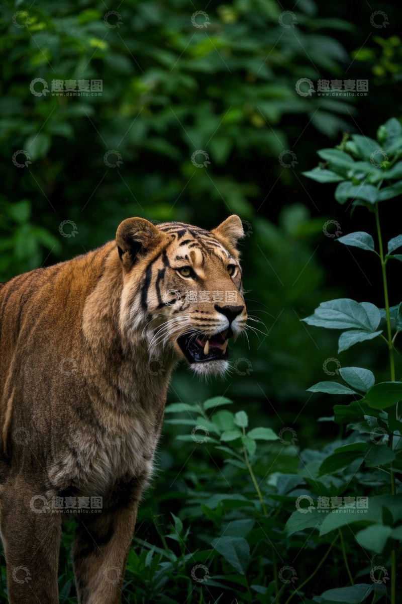 高清大图下载【趣麦麦图】森林中的老虎特写