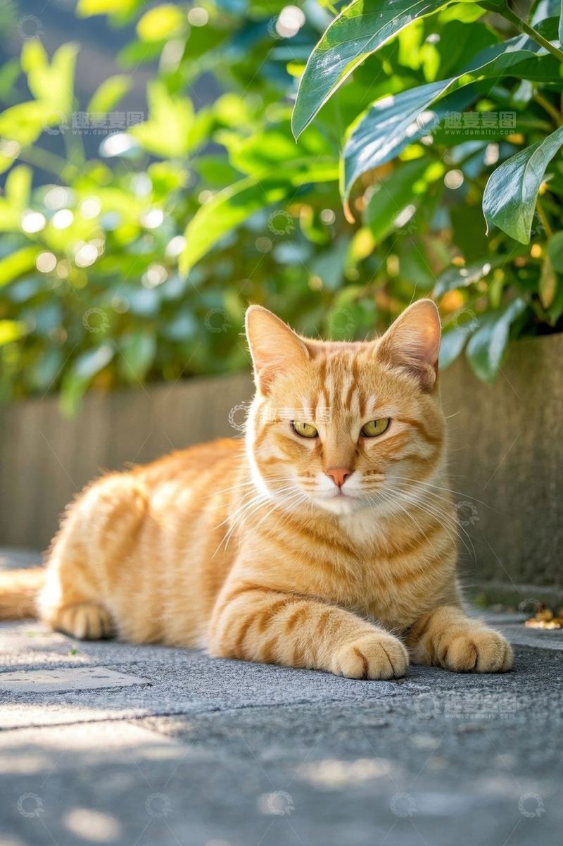 高清大图下载【趣麦麦图】阳光下趴在地上的橘色猫咪