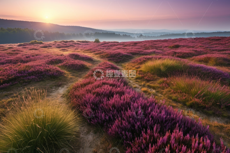 高清大图下载【趣麦麦图】紫色花海日出自然风光
