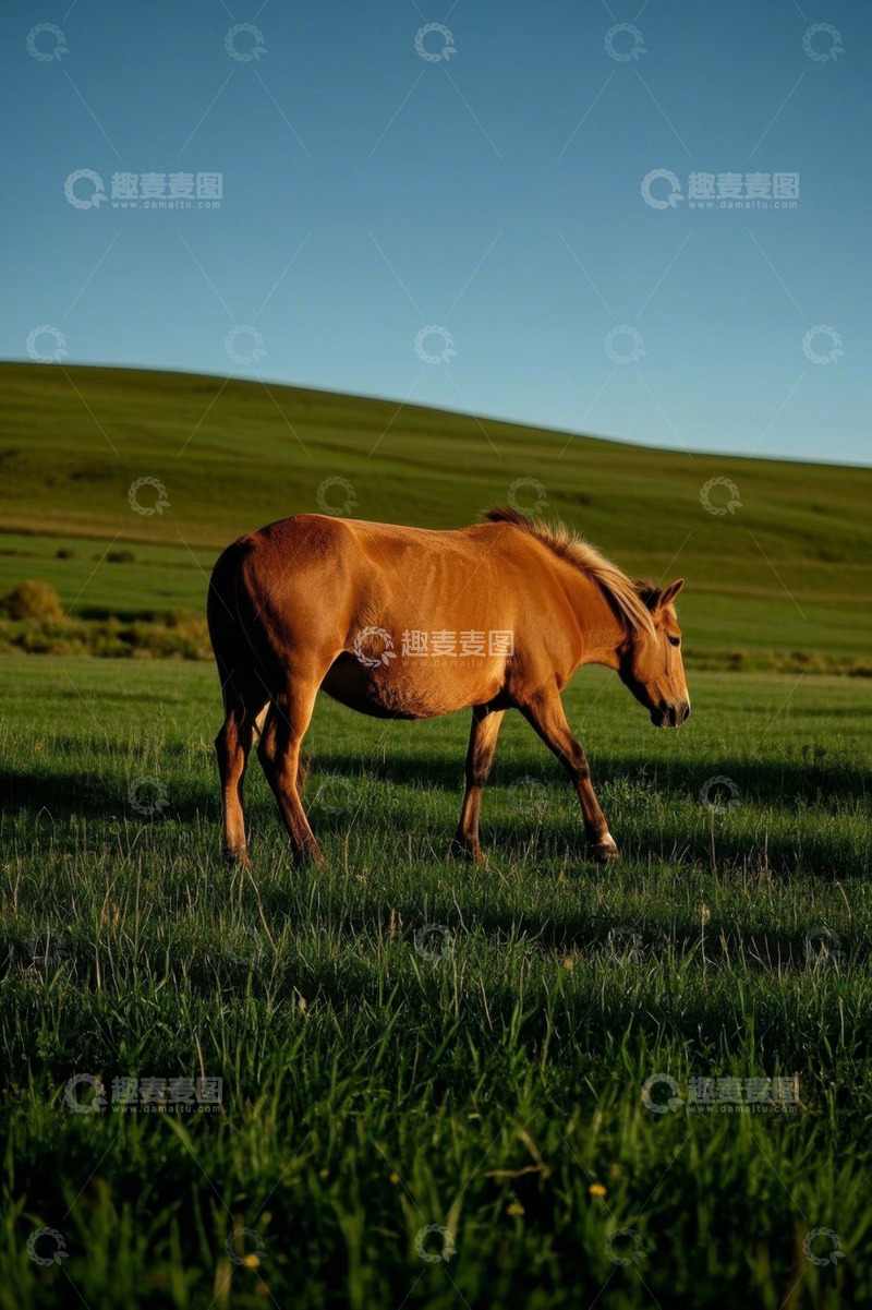 高清大图下载【趣麦麦图】草原上行走的骏马