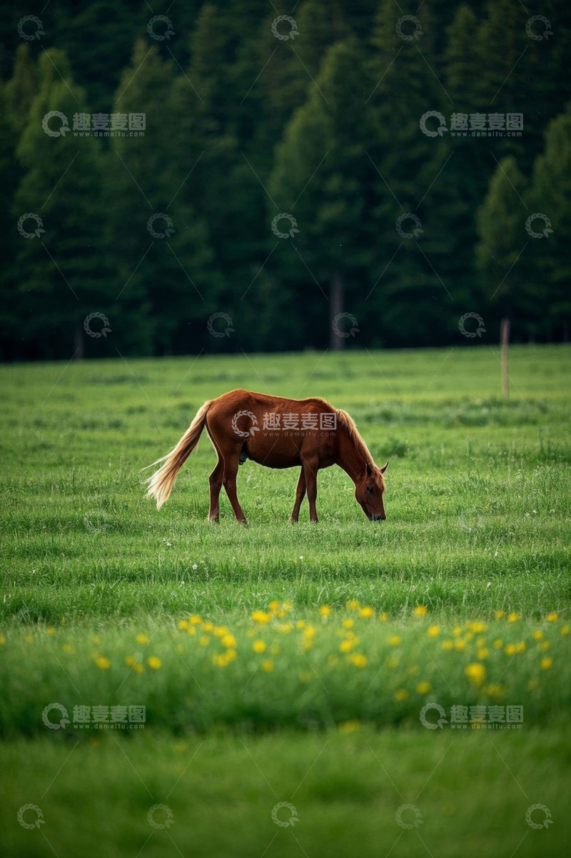 高清大图下载【趣麦麦图】草原上独自吃草的马匹