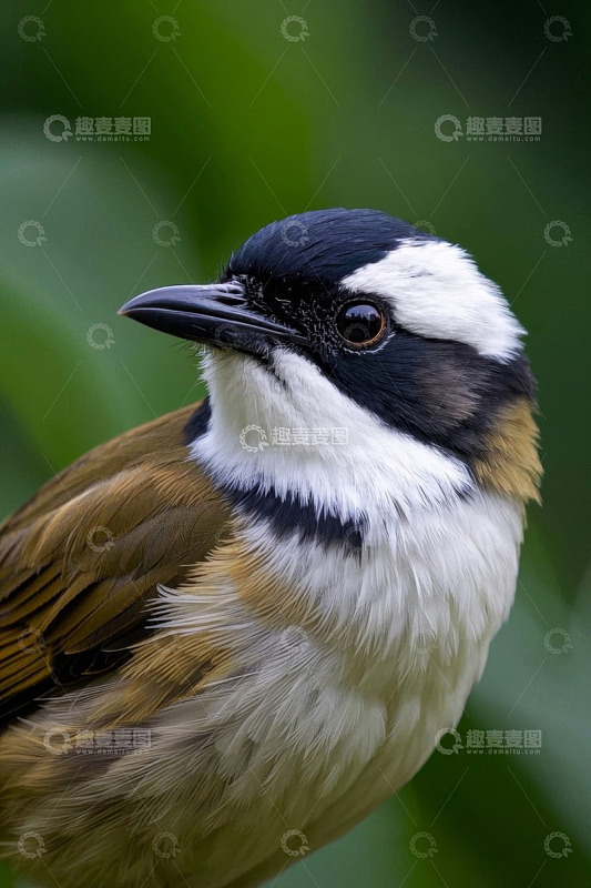 特写鸟类头部姿态素材