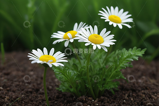 雏菊特写自然花卉素材