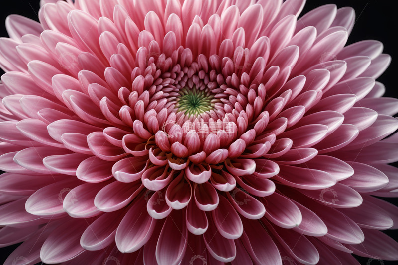 高清大图下载【趣麦麦图】特写粉色菊花花卉素材