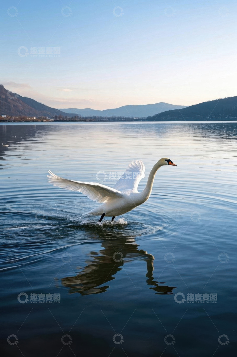 高清大图下载【趣麦麦图】湖面上展翅的白天鹅
