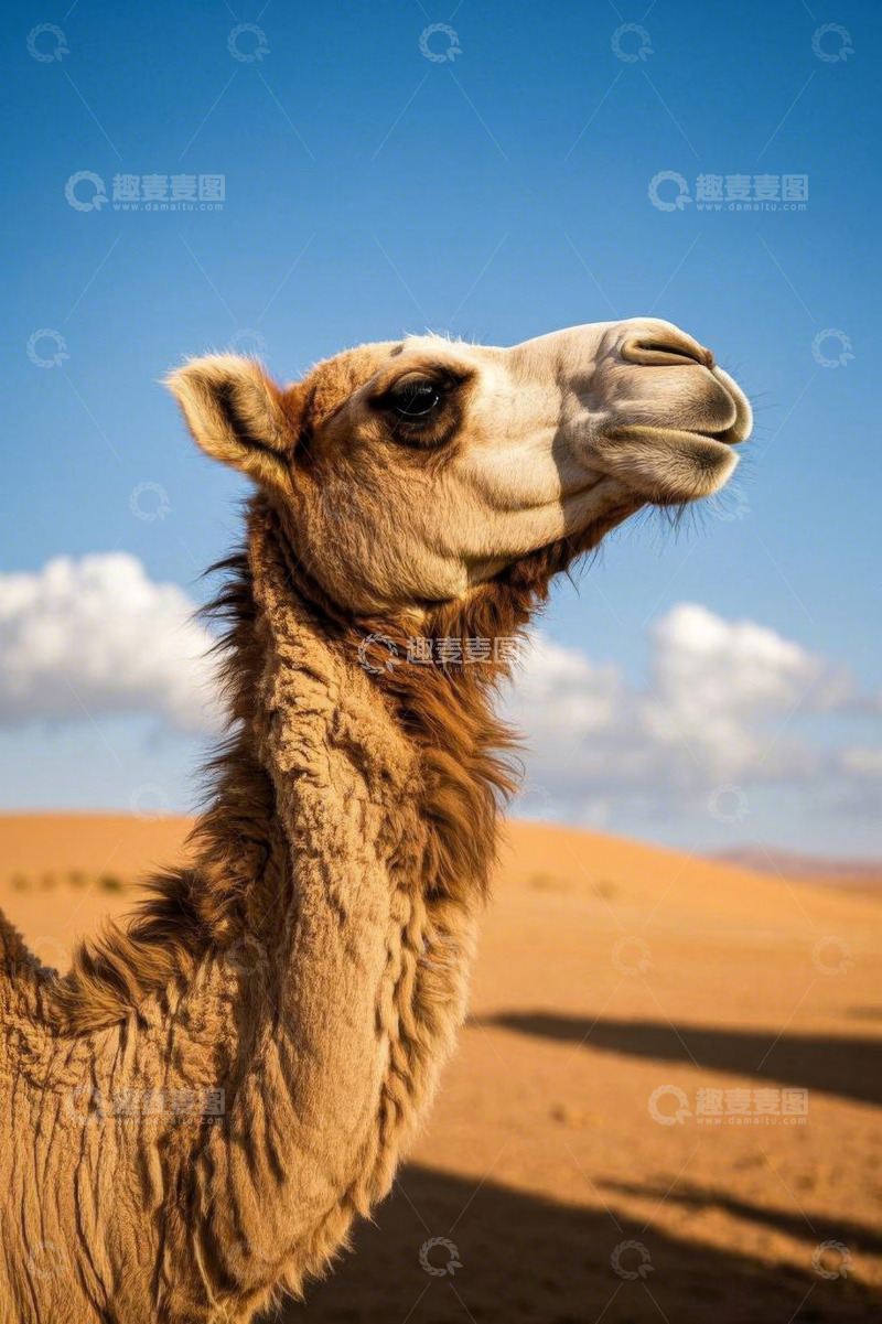 高清大图下载【趣麦麦图】沙漠中的骆驼特写