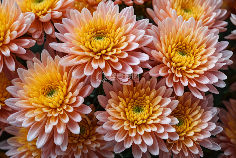 高清大图下载【趣麦麦图】特写橙色菊花花卉素材