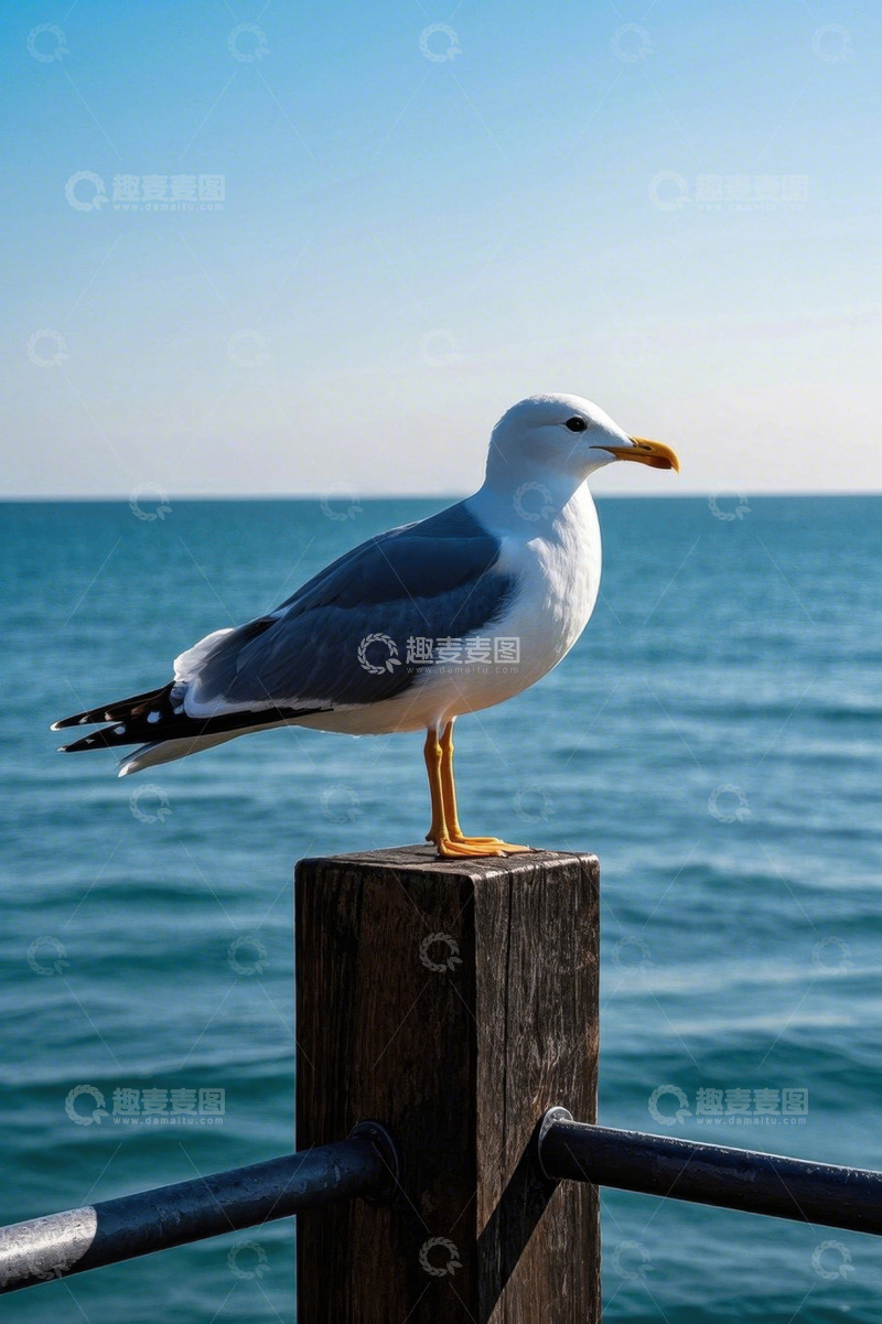 高清大图下载【趣麦麦图】海鸥立于海边木桩