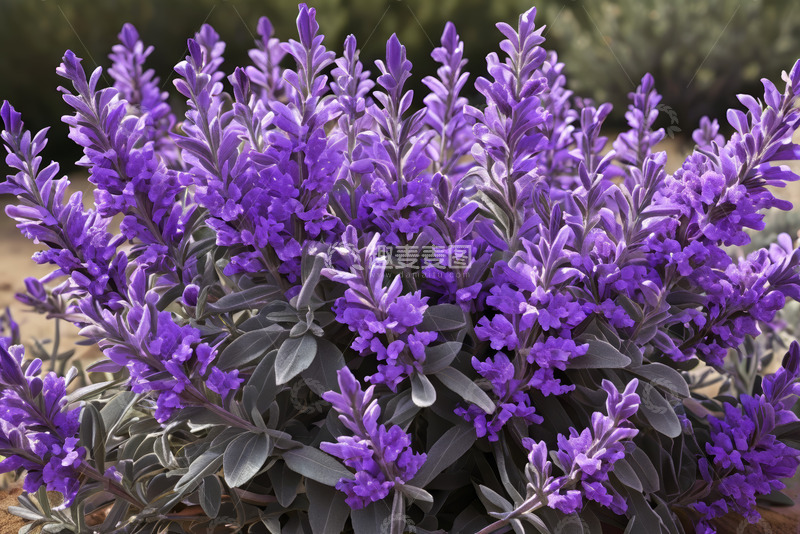 高清大图下载【趣麦麦图】紫色花卉特写