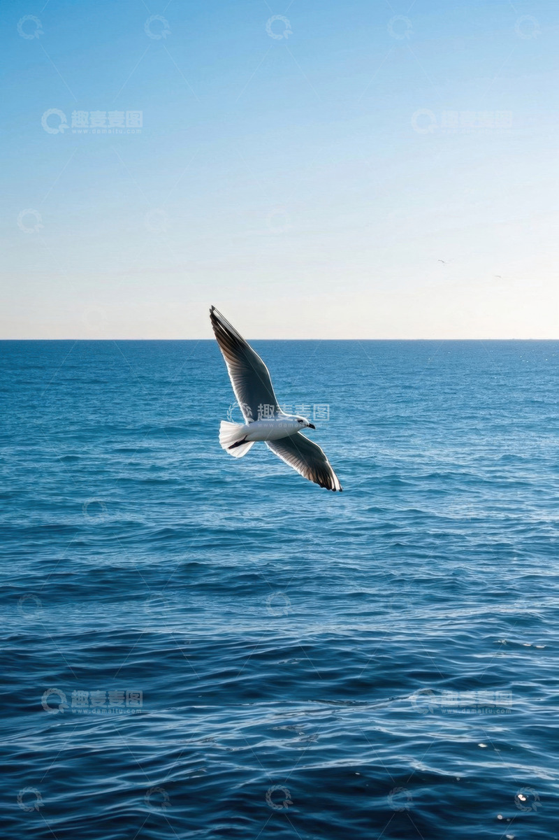 高清大图下载【趣麦麦图】海面上飞翔的海鸥
