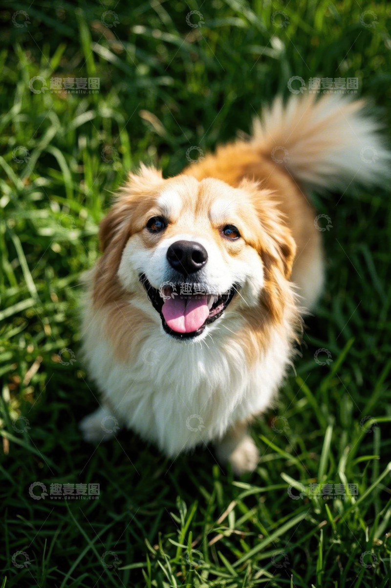 高清大图下载【趣麦麦图】草地上的可爱小狗
