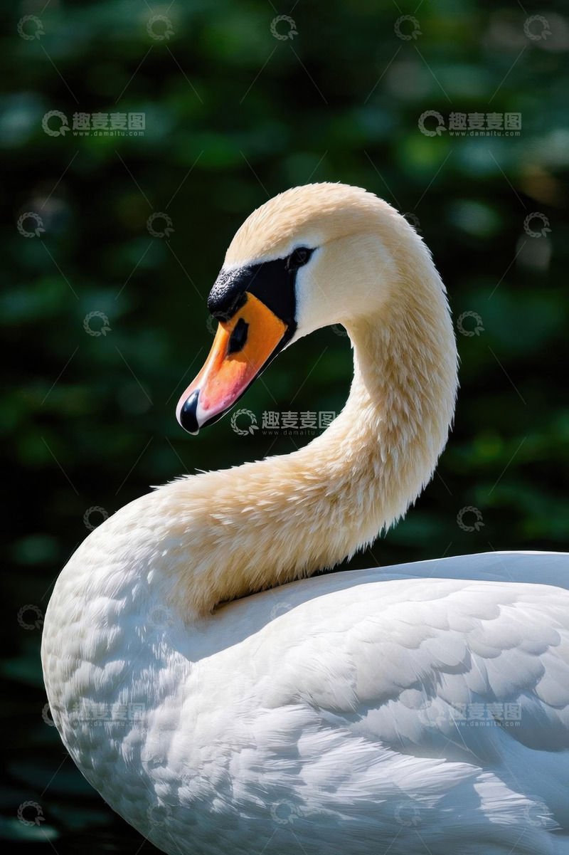 高清大图下载【趣麦麦图】白天近景天鹅特写