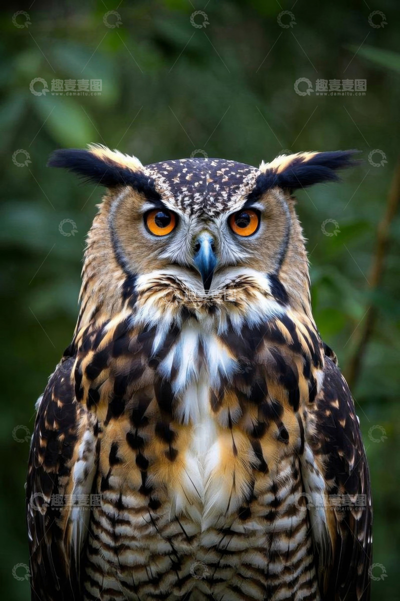 高清大图下载【趣麦麦图】特写猫头鹰肖像