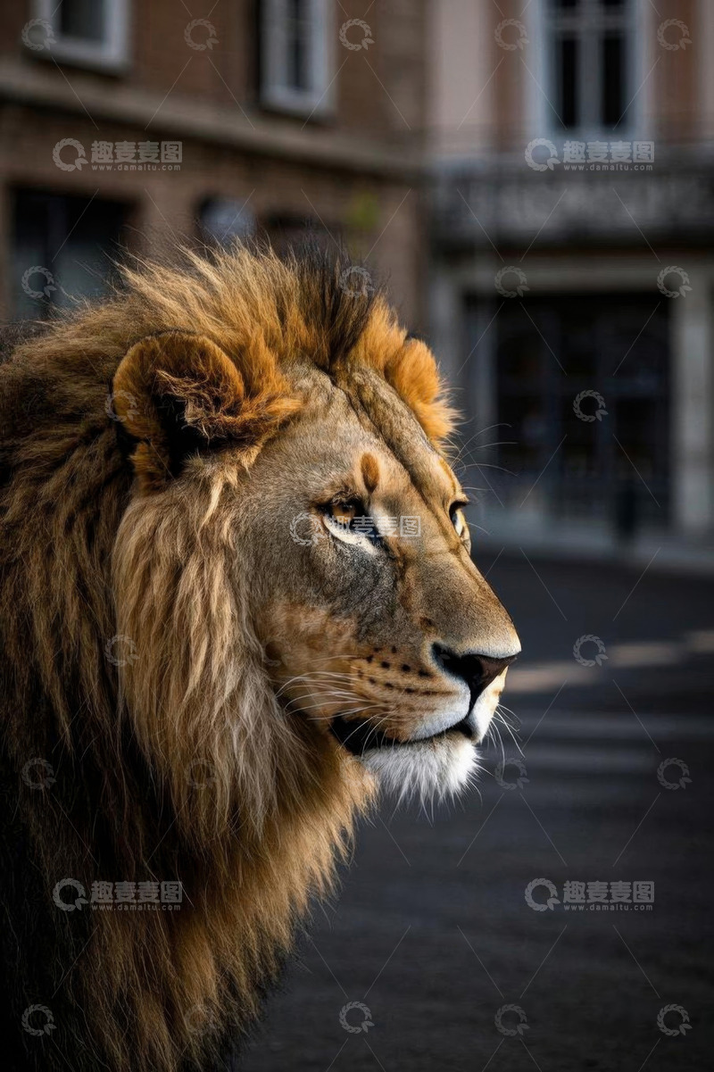 高清大图下载【趣麦麦图】城市中雄狮特写