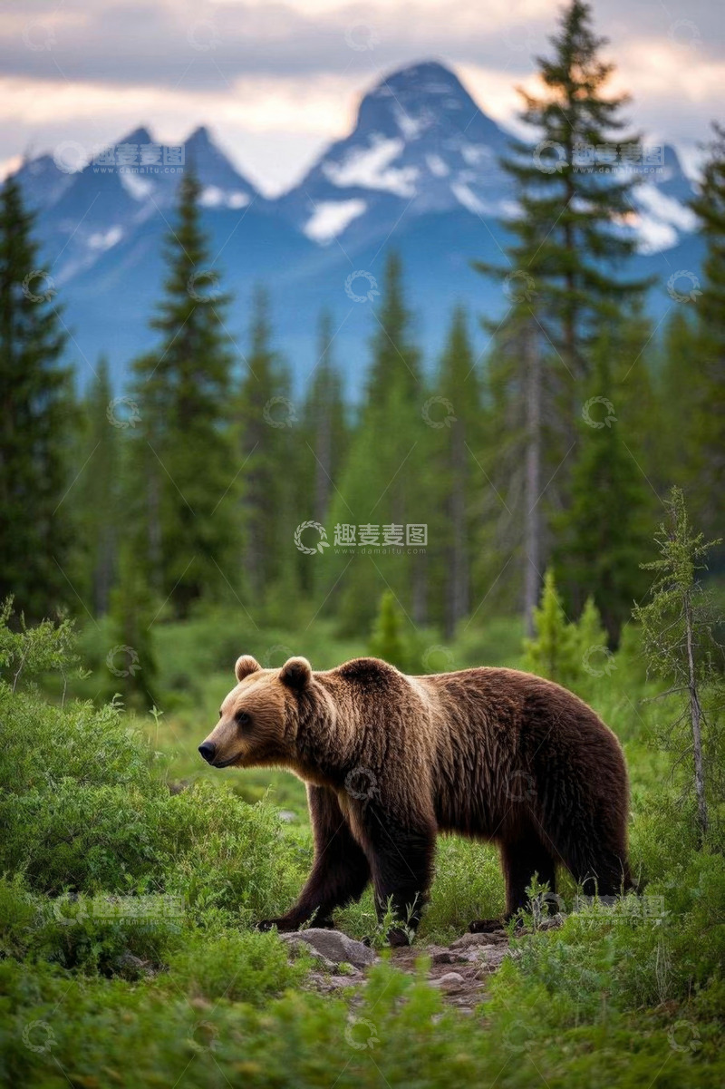 高清大图下载【趣麦麦图】森林中站立的棕熊与远山景色