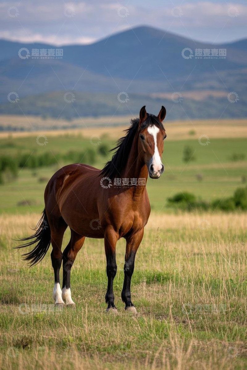 高清大图下载【趣麦麦图】草原上站立的骏马