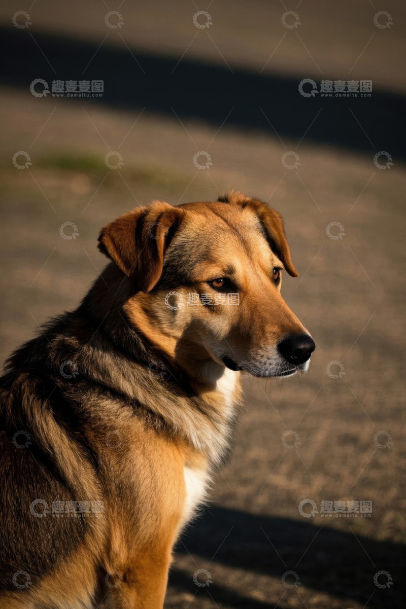 高清大图下载【趣麦麦图】户外棕色狗狗特写