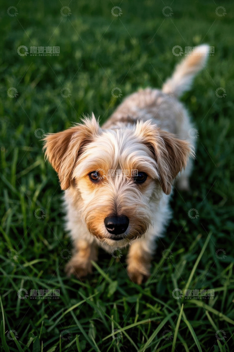 高清大图下载【趣麦麦图】草地上的可爱小狗