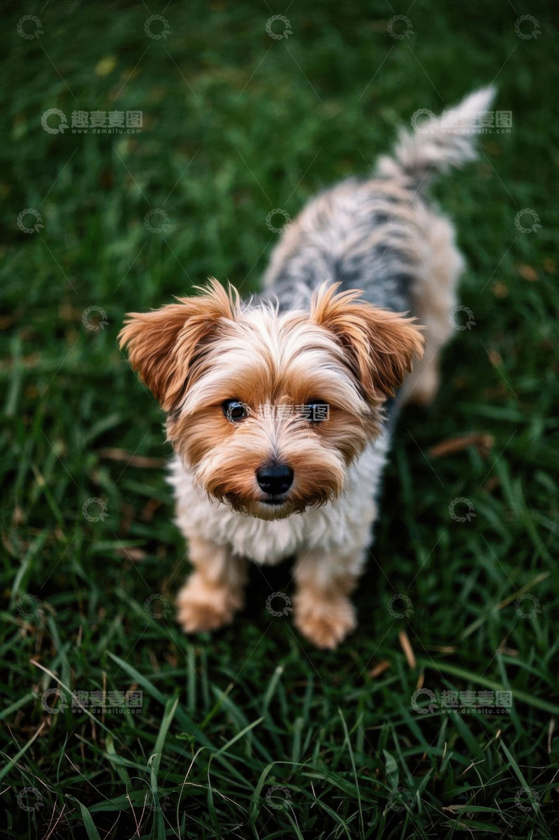高清大图下载【趣麦麦图】草地上的可爱约克夏小狗