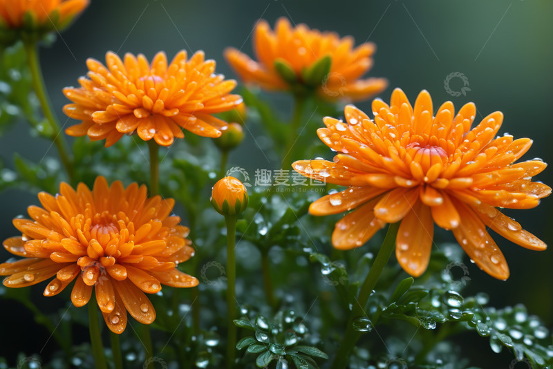高清大图下载【趣麦麦图】带水珠的橙色菊花特写