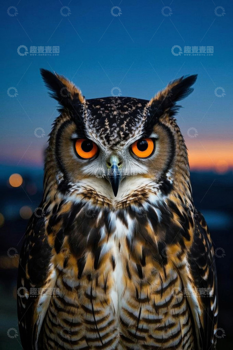 高清大图下载【趣麦麦图】黄昏背景下的猫头鹰特写