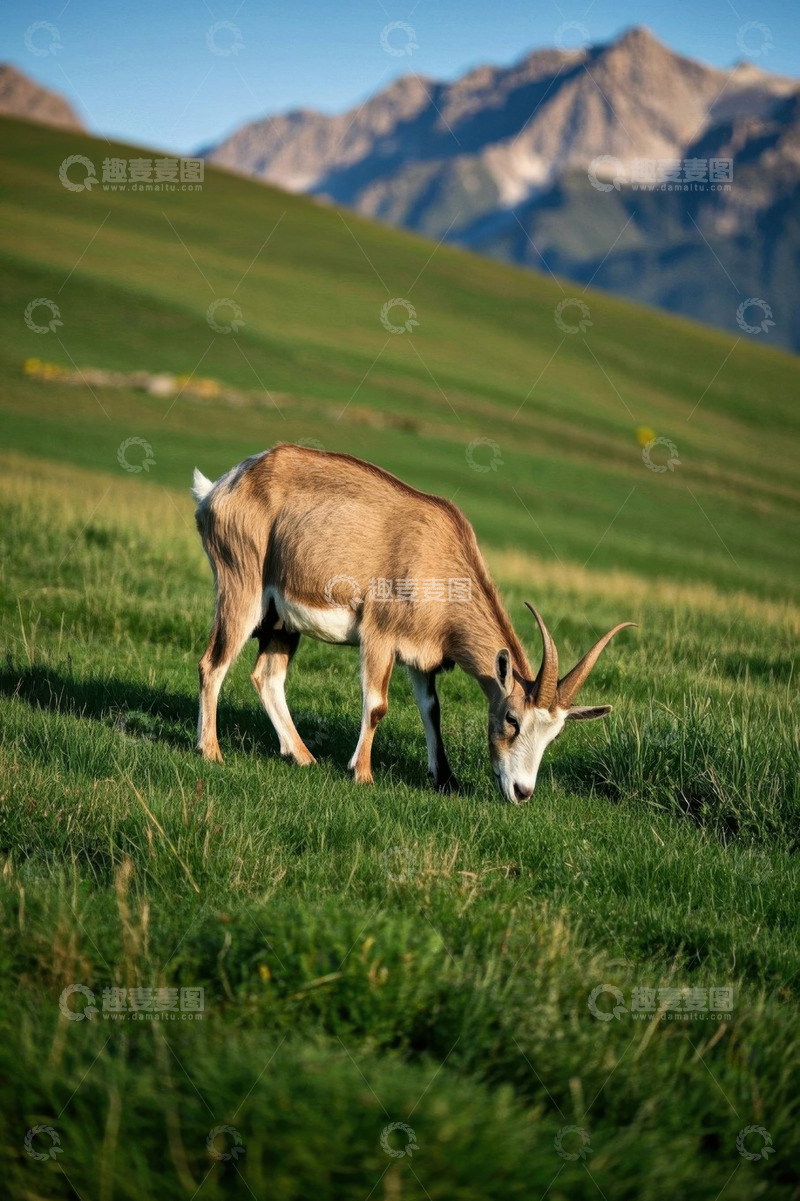 高清大图下载【趣麦麦图】山坡上吃草的山羊