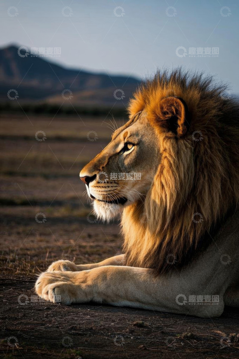 高清大图下载【趣麦麦图】非洲草原雄狮休憩画面