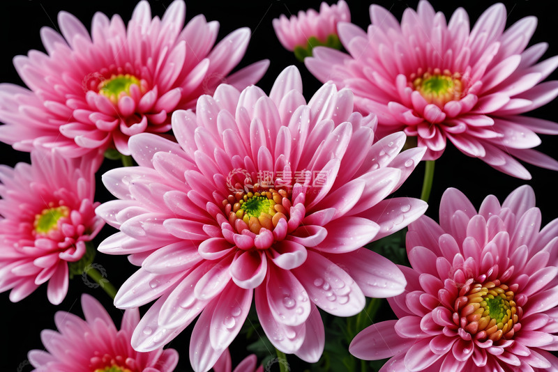 高清大图下载【趣麦麦图】粉色菊花微距特写