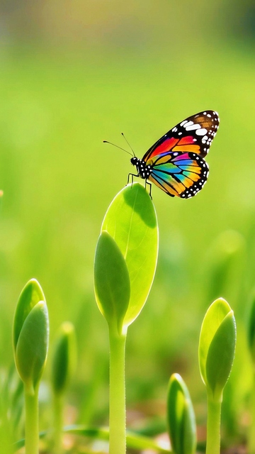 多巴胺田野蝴蝶