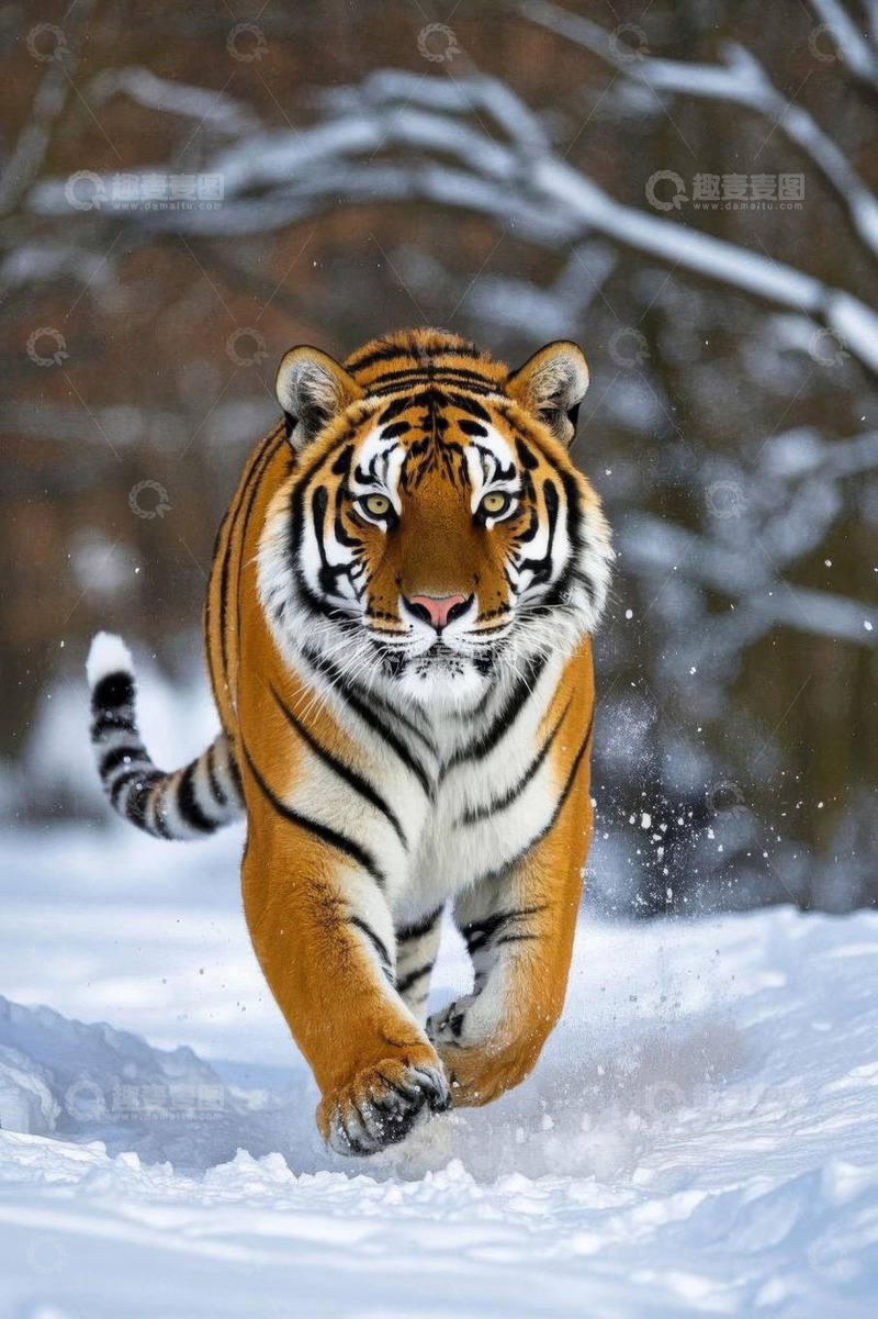 高清大图下载【趣麦麦图】雪地中奔跑的老虎