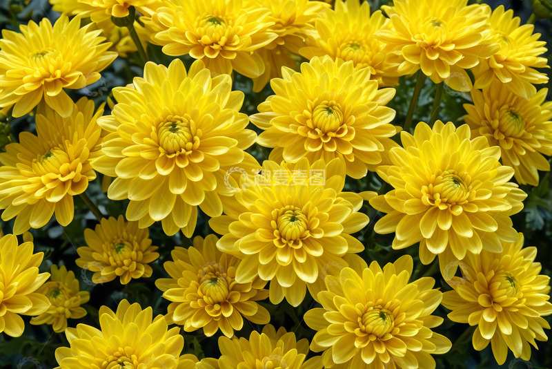 高清大图下载【趣麦麦图】黄色菊花特写