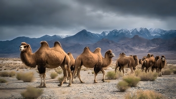 荒原骆驼群景自然风光摄影图