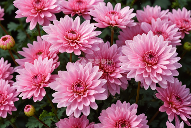 高清大图下载【趣麦麦图】粉色菊花特写