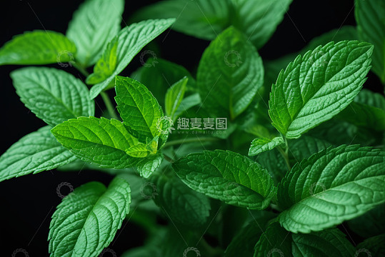 特写绿色薄荷叶素材