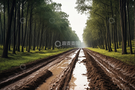 林间泥泞道路自然风光