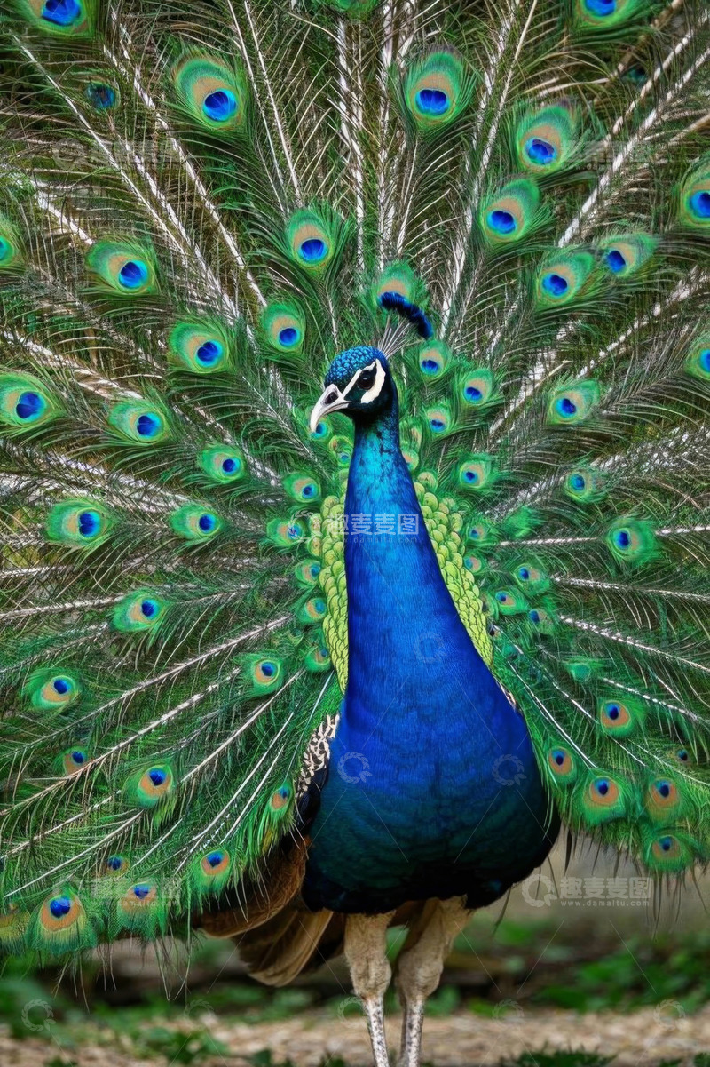高清大图下载【趣麦麦图】开屏的孔雀特写