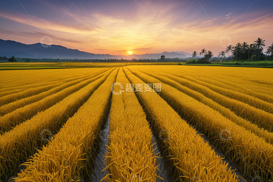 夕阳下的金黄稻田景观
