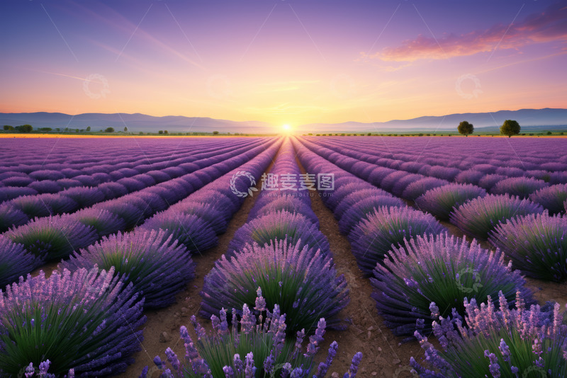 高清大图下载【趣麦麦图】夕阳下的薰衣草田风光