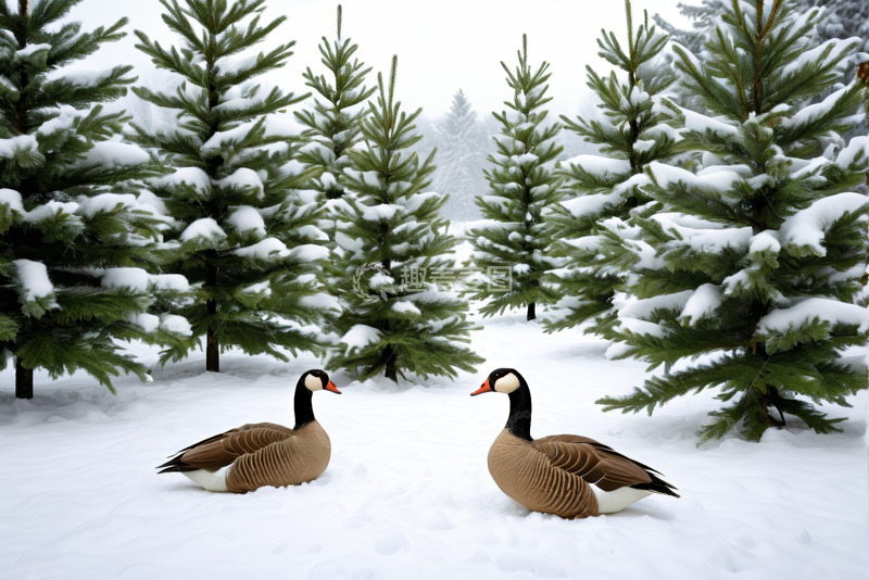 高清大图下载【趣麦麦图】雪地上两只鹅与松树景观