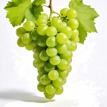 一串葡萄青提