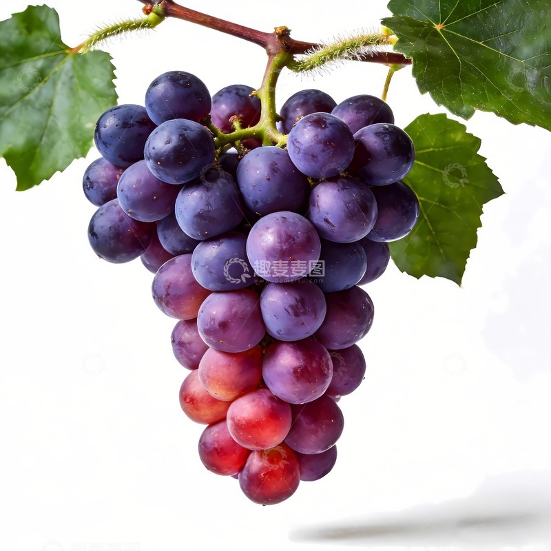 高清大图下载【趣麦麦图】紫色葡萄摄影