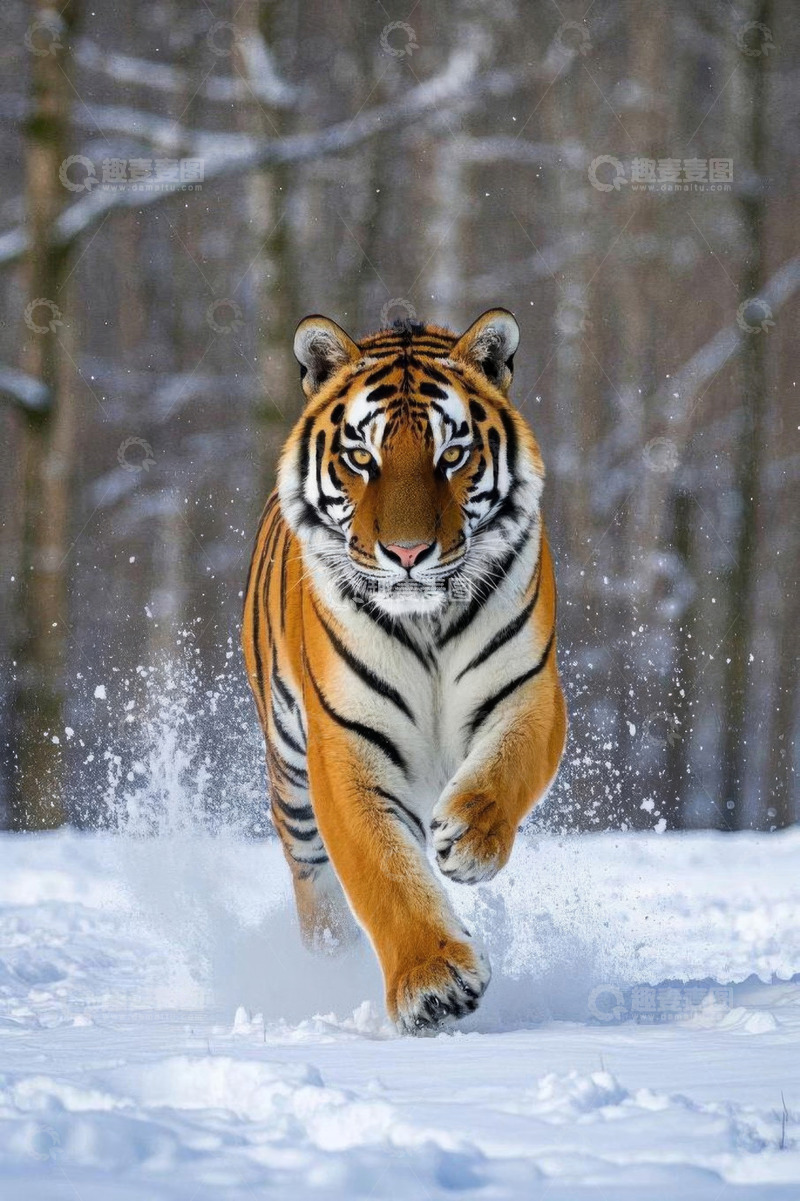 高清大图下载【趣麦麦图】雪地中奔跑的老虎